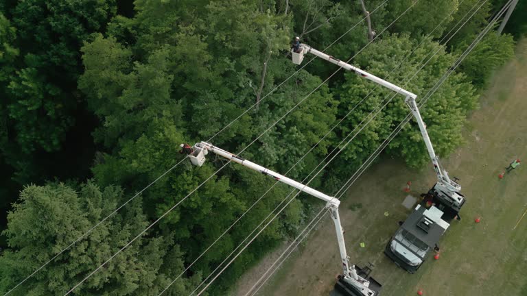 Best Tree Trimming and Pruning  in Ardia, CA